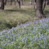 【春の森】これまでで一番早く始まった舞踏会！