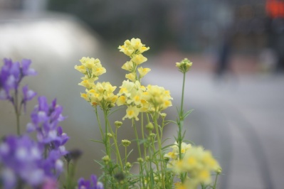 EBC FUJINON-W 35mm f1.9(M42) : 会計士によるバリューアップ クラカメ趣味