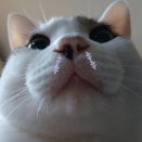 楽しそうな息子。と、イチゴシール試してみました。