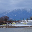 コハクチョウの群れの中にアメリカコハクチョウがいた！