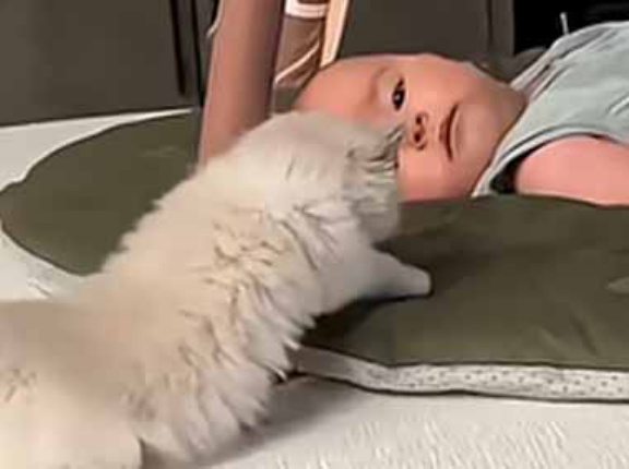 寝転ぶ赤ちゃんに１匹の子猫が近づいた。そっとくっつく → 可愛さ通常の３倍です…