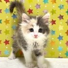 『 新しいねこちゃんの紹介です😸』の画像