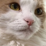 「お顔にお水がついていますよ」と猫に言ったら・・・