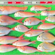 2025年12月2日　釣果