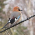 冬の終わりから春にかけての鳥や花　白い妖精の春バージョンにも遭遇
