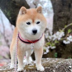 いぬぱんち