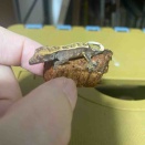9号の体重は測定不能のままで