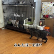 初対面のオトナ猫さま達の反応