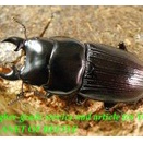 〇生体購入でポイント5倍＼(^o^)／