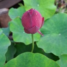 🎋7月の定休日のお知らせ🎋