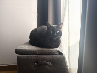 【猫写真】寒い日の黒猫たち