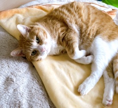 何度も抱っこされたい猫。