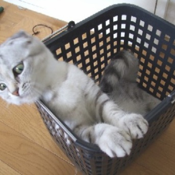 猫の魅力をたくさん教えてくれたこまりの命日