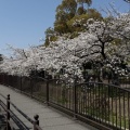 桜　長瀬川 2026