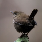 中川光学研究室ブログ