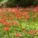 曼珠沙華、彼岸花