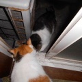 猫に小判を与えたら。 埋蔵金：千八百八拾六両　なんで結局ぅそぉ～よぉ・・・。