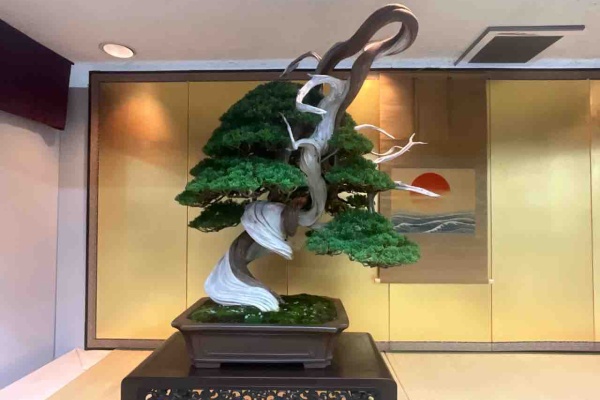 雨竹 盆栽 水石 便り