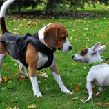 『犬の成長は人間にとってうれしいものばかりではないんです』の画像