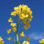 africasi official blog