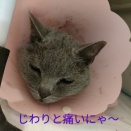 キャーちゃん、おできを取りました♪(^▽^)/　後編