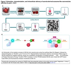 アセロラ由来のエクソソーム様ナノ小胞を介してCas9-sgRNA RNPの中枢神経系への送達を実現し脳内での病因遺伝子の編集を実現