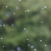 札幌が雪虫大量発生で地獄絵図と化してる件 	