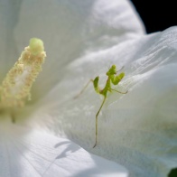 花とカマキリ