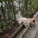 【ウェット】フィリックス　(令和8年3月)