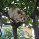 木登り猫