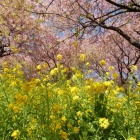 『松田さくらまつり　2024/03/13』の画像