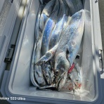 明石釣り船たかみまるの釣果blog