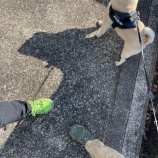 『丹生山と帝釈山にハイキング』の画像