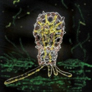 有殻アメーバ（Difflugia oblonga var. longicollis?)　ココケツボカムリ