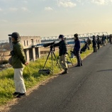 『江戸川河川敷は屈指の野鳥観察スポット!』の画像