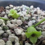 マツゴロウの山野草