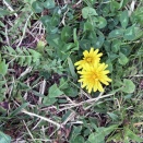 桜の木の下でタンポポ発見！