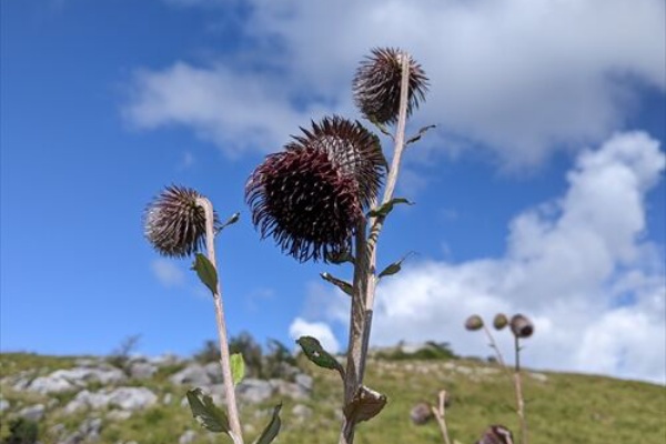 勝手に花言葉 徒然なるままに ウメバチソウ
