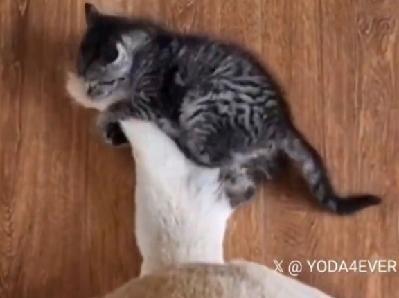 「いい勝負!?」子猫が犬のシッポと戦い続ける