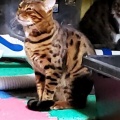 高校中退してデキ婚した私。ママ友「昨日ニュースで若ママが虐待したってやってたね。私ちゃんも虐待してるんでしょ？早くﾀﾋねば？股ユル女」←若ママってそんなに悪いの？