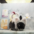 2月2日のグルーミングフォト