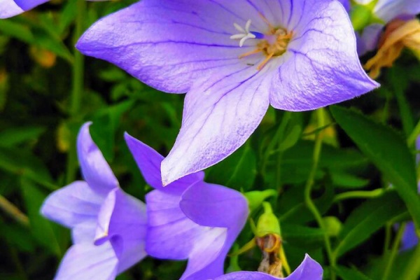 北海道で初心者ガーデニング