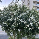 第三段階合成完了♪