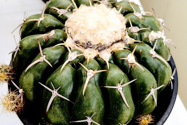 ユーフォルビア・オベサ・ドットコム