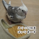 クスィーを観察するニュー