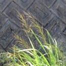 マコモ／2026.2.8