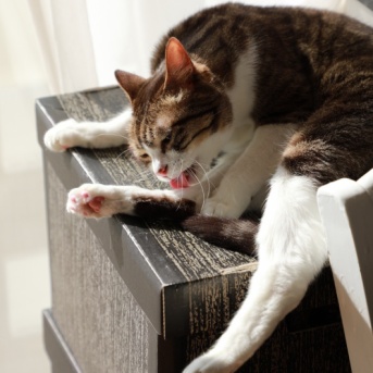 猫らのいる静かな窓辺。