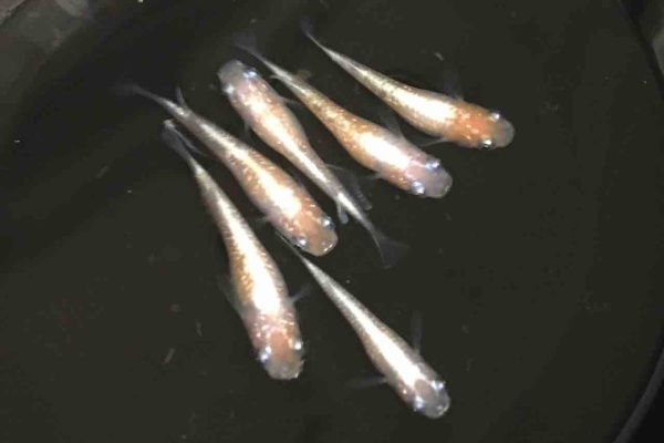 めだかライフ 可愛いめだか