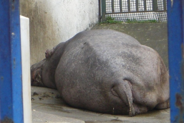 痛み痺れを根本解決 新潟県超整体自然形体丸山予防医術研究所 臀部打撲