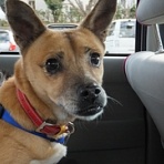 保護犬〜杜(もり)と、障害犬〜檍(おき)、　　　　　　　　　　　　　　　の気まぐれ日記